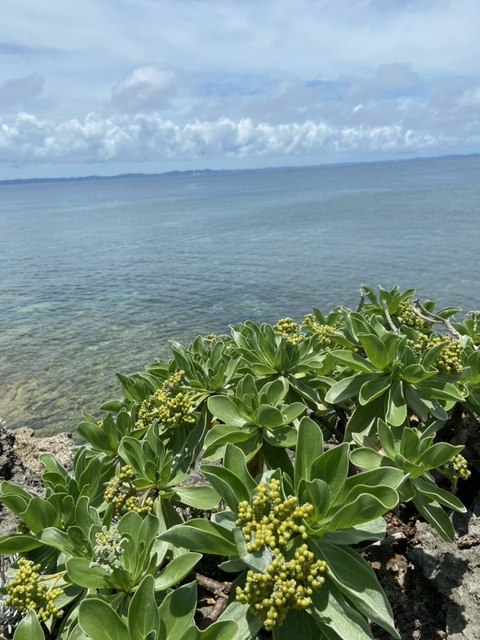 久高島　沖縄　バス　フェリー　離島